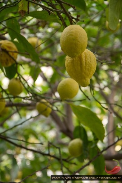 20150213-134057_citrons_sous_le_feuillage_de_leur_arbre