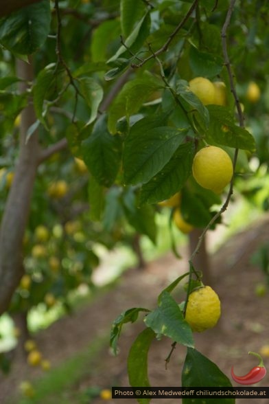 20150213-134520_citrons_de_menton_en_terrasses