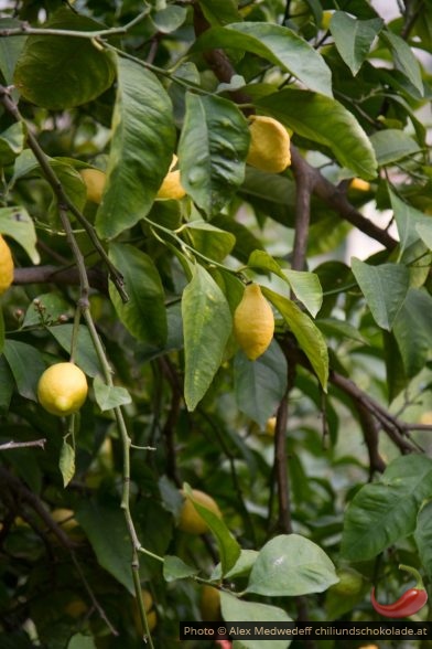 20150213-135358_citrons_sous_le_feuillage_de_leur_arbre