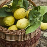 20150213-135900_panier_d_osier_pleon_de_citrons_fraichement_cueillis