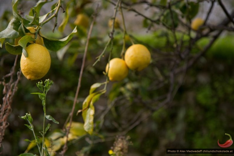 20150213-142412_citrons_sur_l_arbre