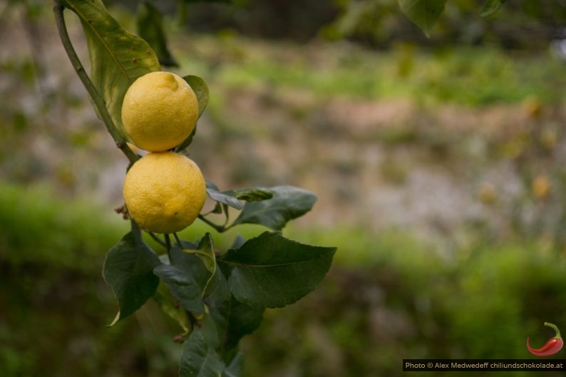 20150213-142438_deux_citrons_de_menton_sur_un_arbre