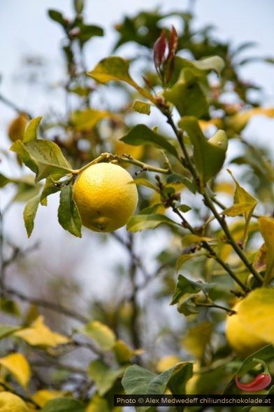 20150213-143316_citrons_sur_un_arbre