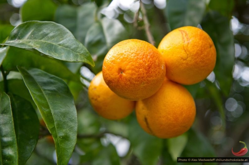 20150213-143752_oranges_sur_un_oranger