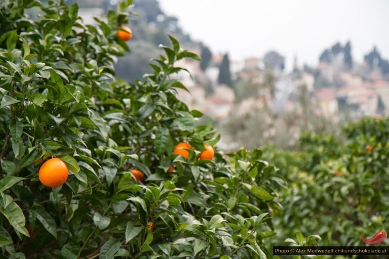 Die Zitronen von Menton / Les citrons de Menton