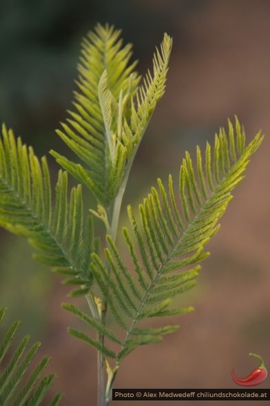 20150216-125855_feuille_d_acacia_dealbata