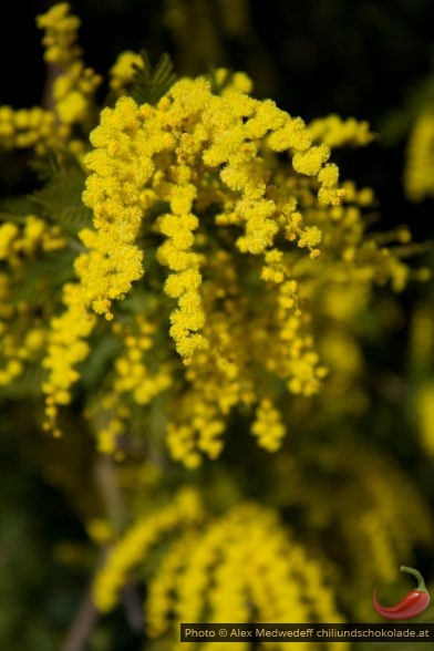 20150216-145214_grappes_pleines_de_fleurs_de_mimosa