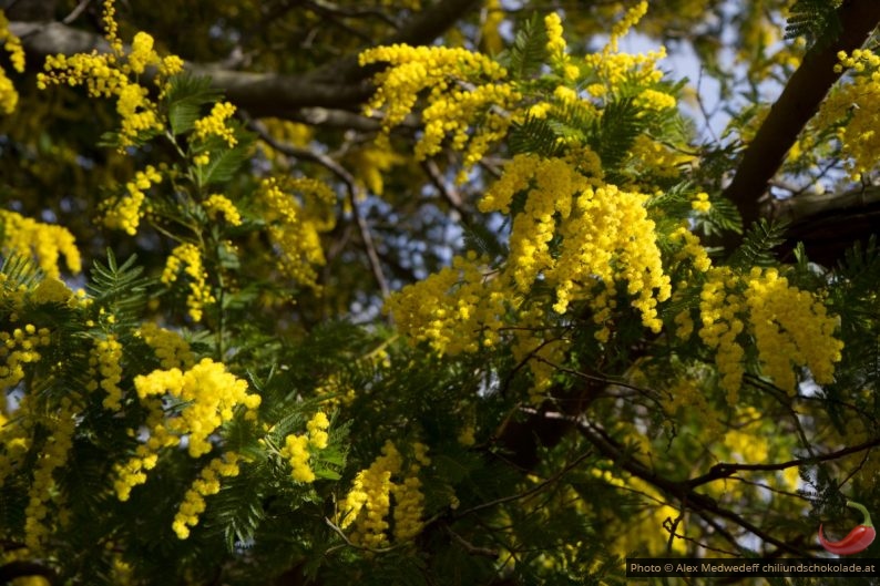 20150216-150022_branches_et_fleurs_de_mimosas