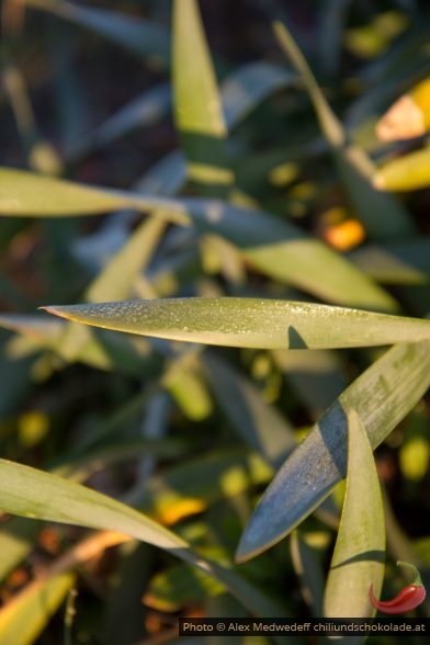 20150218-080832_herbes