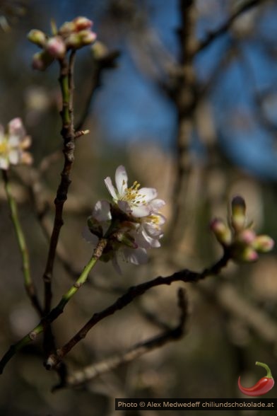 20150218-140928_amandier_en_fleurs