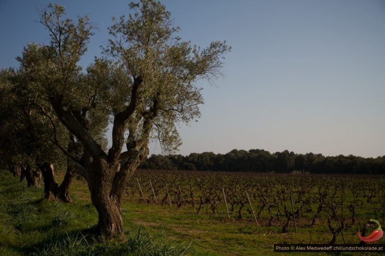 20150218-155827_vignes_chateau_de_bregancon