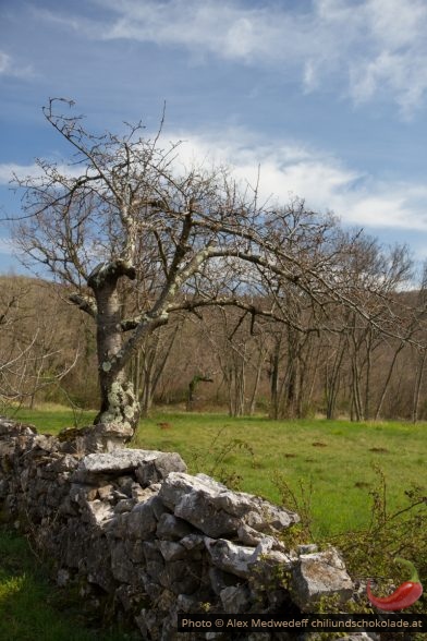 20150329-144730_kirschbaum_und_steinmauer