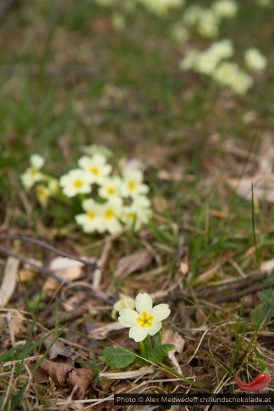 20150329-152300_staengellose_schluesselblume