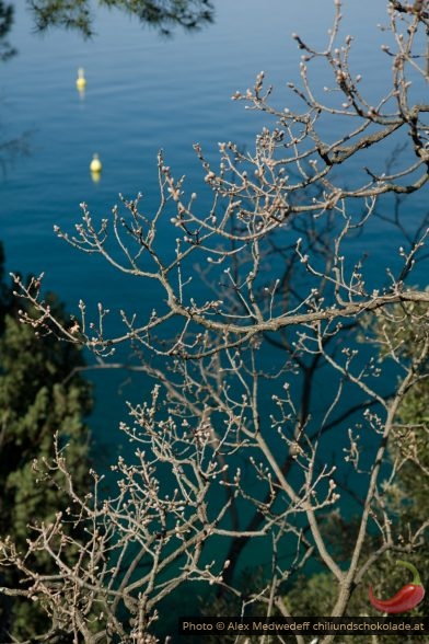 20150330-101526_knospen_im_fruehling_auf_altem_baum_ueber_dem_meer