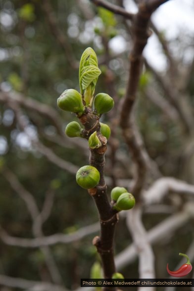 20150401-135410_wilde_fruehfeigen