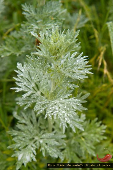 Artemisia annua - Les arômes du grès