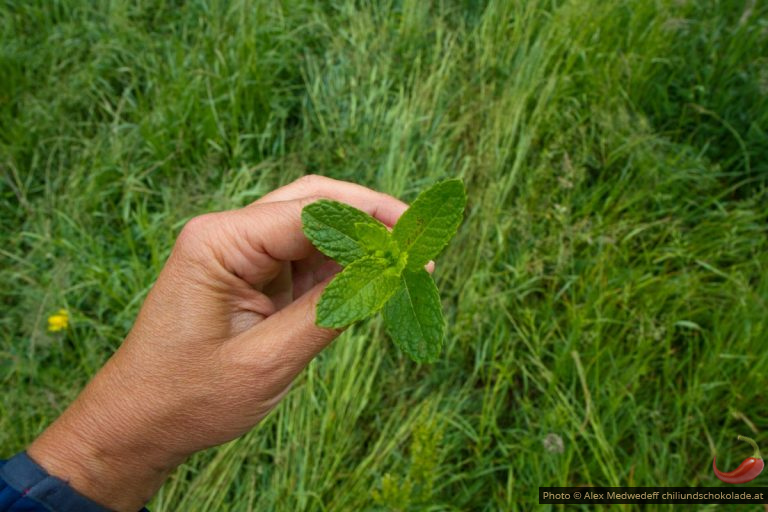 Ferme biologique de l’Amante Verte